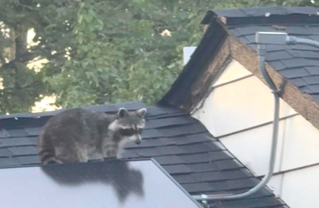 A raccoon stands on the roof of a house with trees in the background.