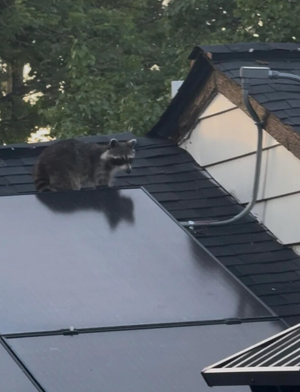A raccoon stands on the roof of a house with trees in the background.