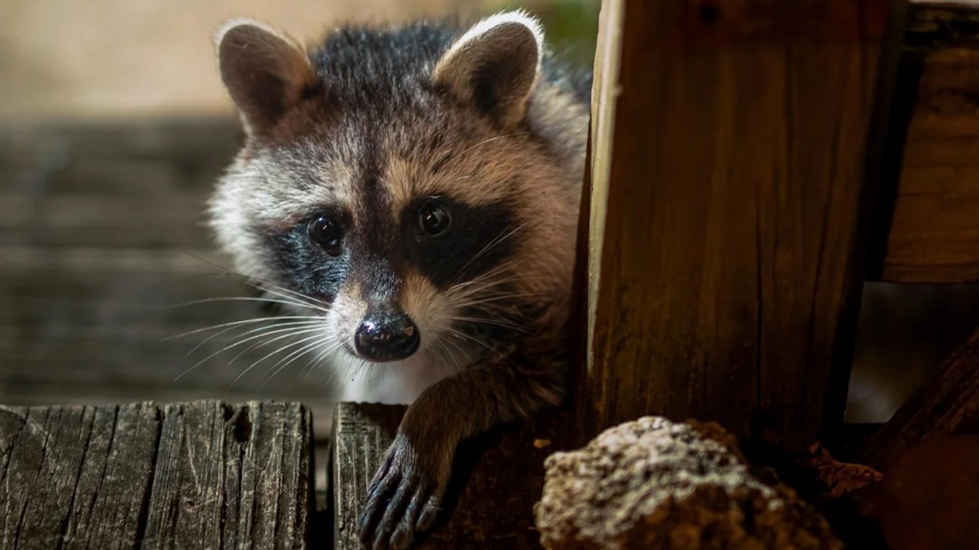 A raccoon peeking over a wooden deck.