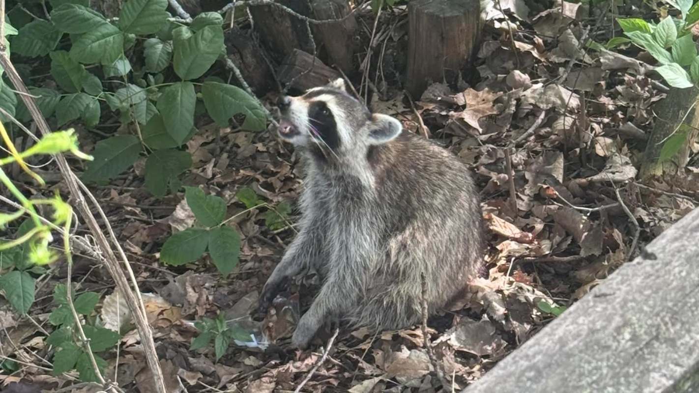 A raccoon looking up at a tree.