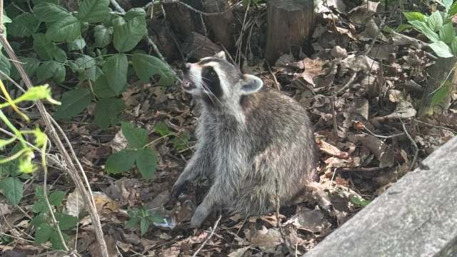 A raccoon looking up at a tree.
