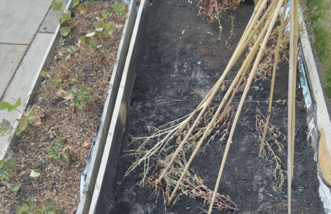 A wooden planter box with wilting plants and bamboo stakes over dry, dark soil.
