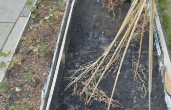 A wooden planter box with wilting plants and bamboo stakes over dry, dark soil.