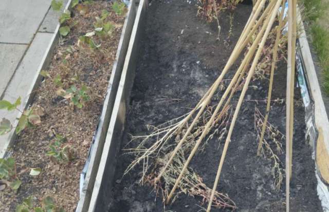 A wooden planter box with wilting plants and bamboo stakes over dry, dark soil.