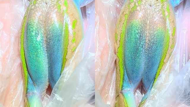 A close-up of a vibrant, multicolored frog skin with iridescent blue and green patterns.