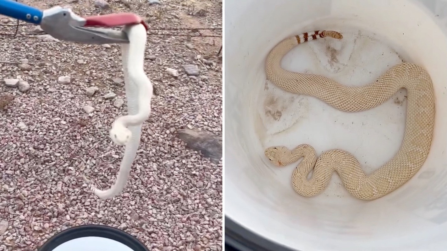 A person holds a white snake with a blue tool above a white bucket in a rocky outdoor setting.