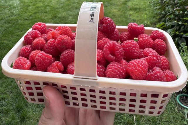A basket of raspberries.