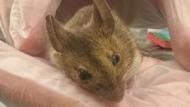 A small brown mouse being held gently in a person's hand with gloved fingers.
