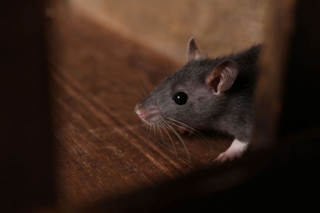A gray rat.