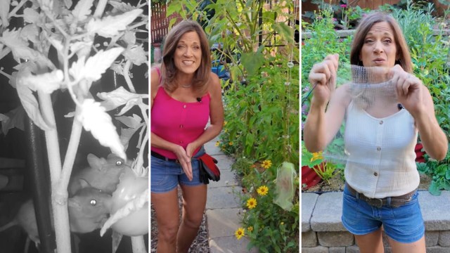 A night cam captures two rats eating a tomato in a garden, then a female gardener speaks while in her garden.