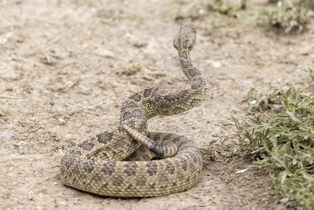 A coiled brown rattlesnake with its head raised, resting on a sandy ground with sparse vegetation around.