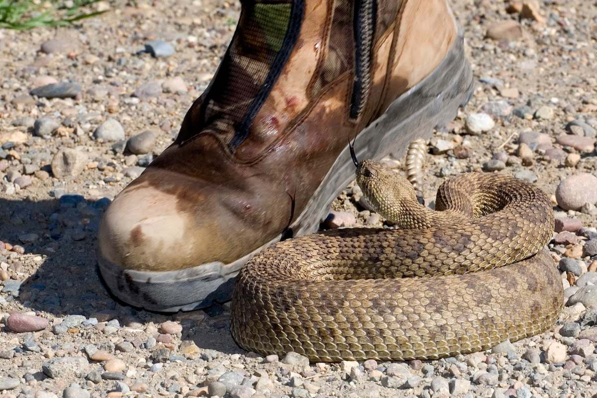 A rattlesnake is coiled near a boot on a gravel surface.