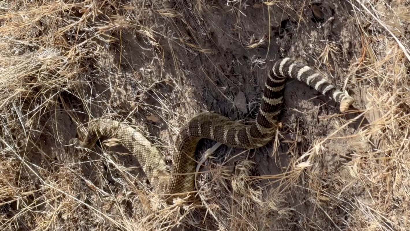 A coiled snake with a patterned body rests on dry soil surrounded by sparse grass and twigs.