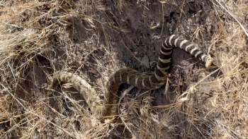 A coiled snake with a patterned body rests on dry soil surrounded by sparse grass and twigs.