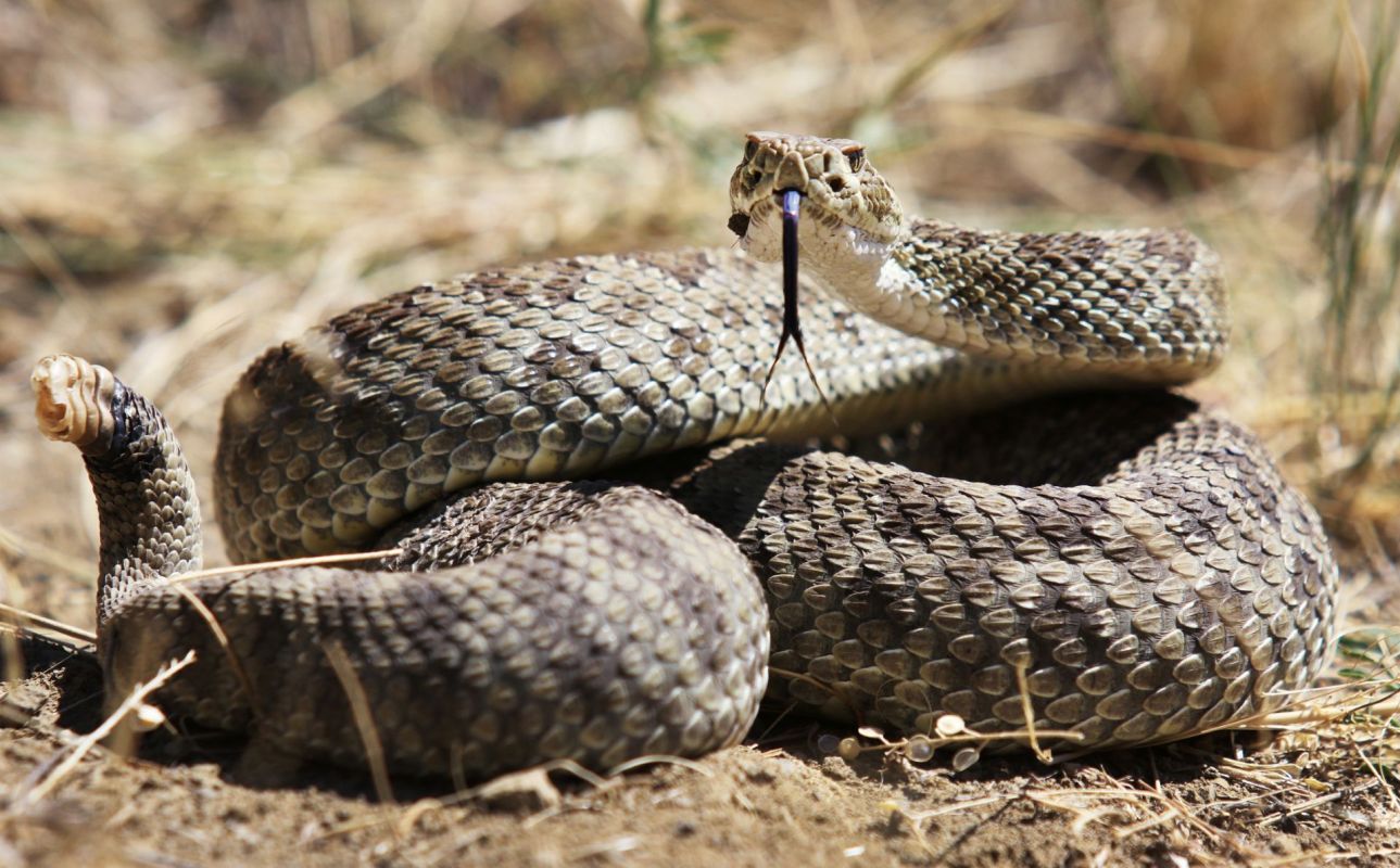 A rattlesnake.