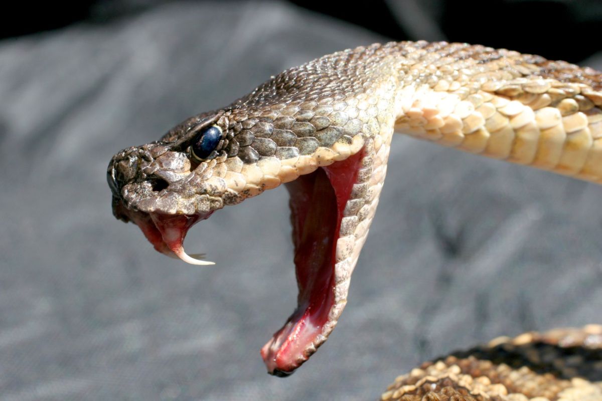 A rattlesnake.