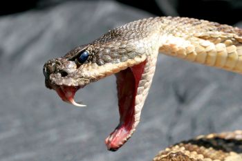 A rattlesnake.
