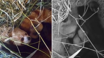 A mother and two baby red pandas.