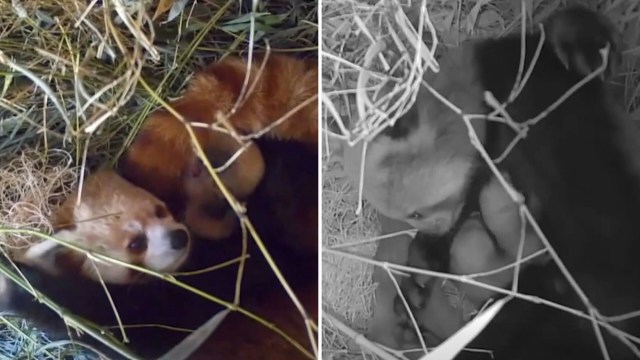 A mother and two baby red pandas.