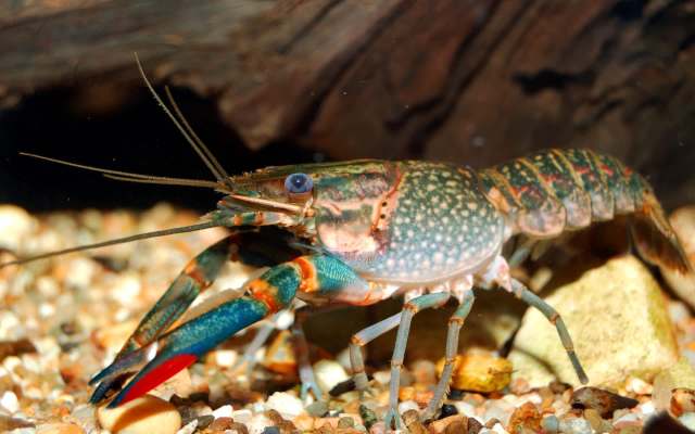 A close-up of a colorful crayfish on a gravel bottom surrounded by small stones and wood in an aquarium.