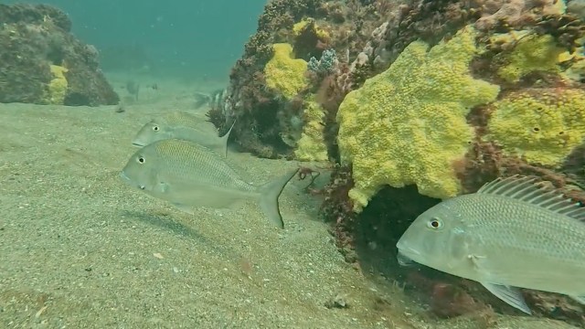 Three fish swim near a rocky underwater structure covered with colorful coral.