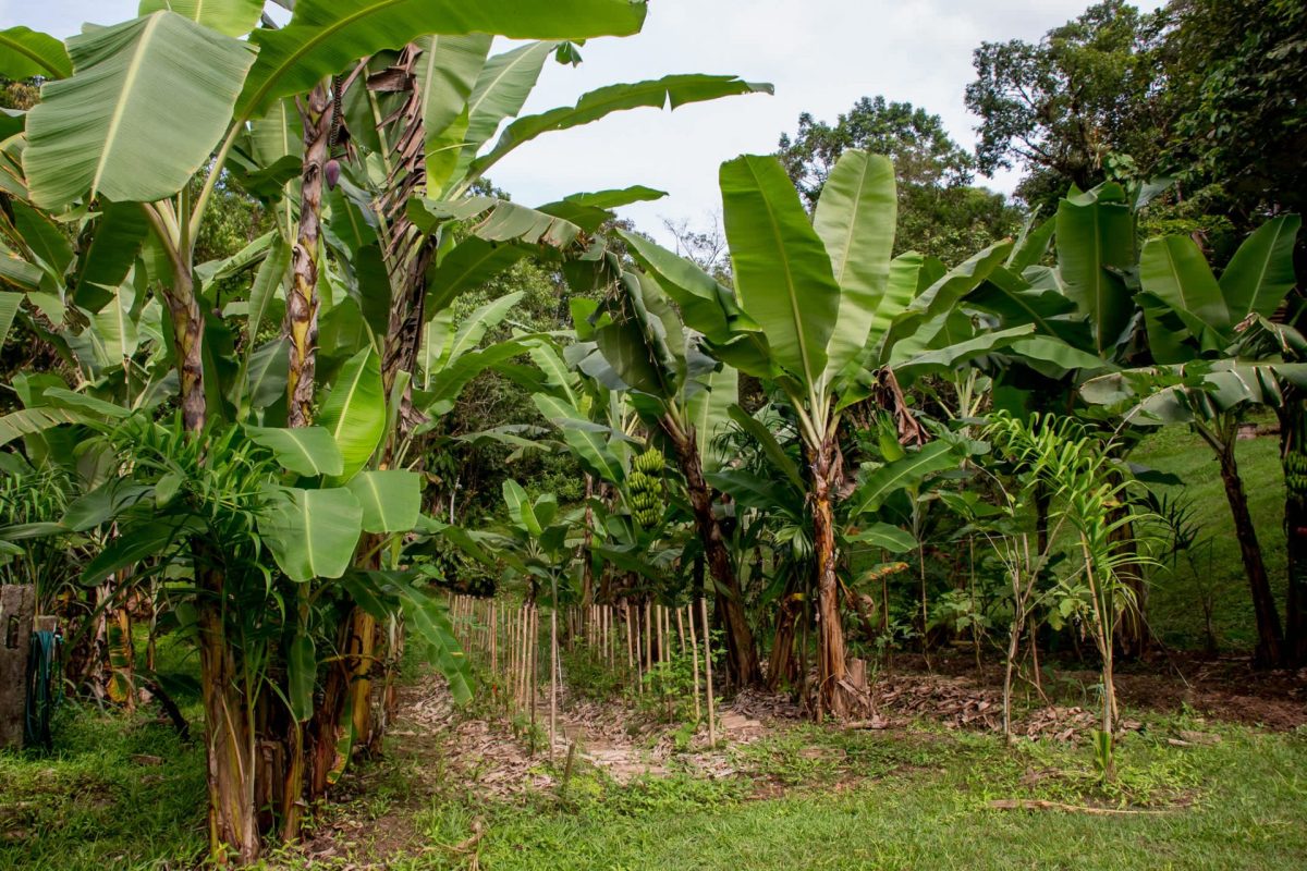 A lush garden featuring tall banana plants and green foliage under a partly cloudy sky.