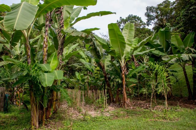 A lush garden featuring tall banana plants and green foliage under a partly cloudy sky.