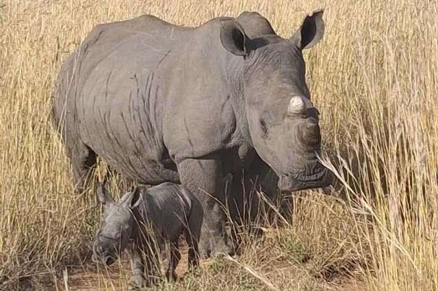 A rhino and her calf stand in tall grass.