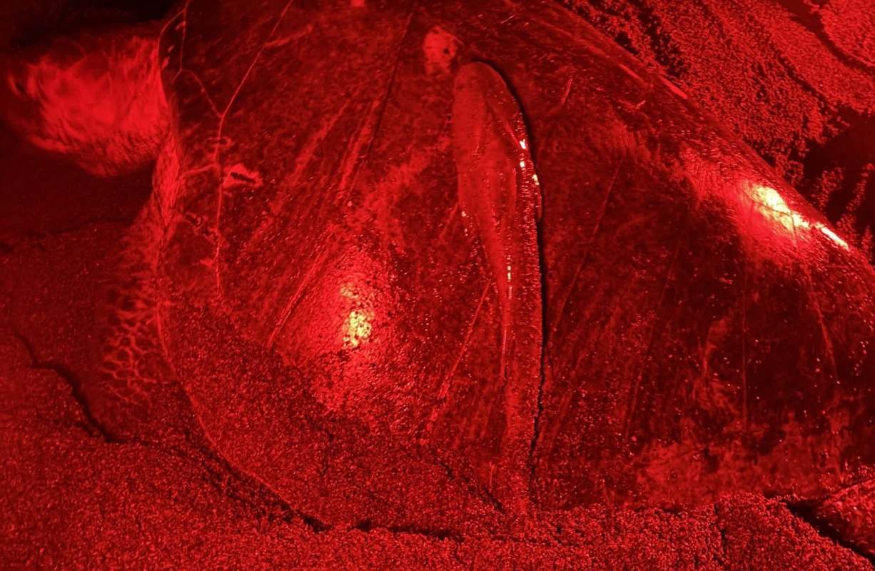 A turtle partially buried in sand under red light with a common remora attached to its shell.