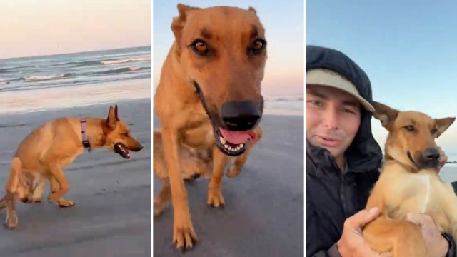 A rescue dog playing at the beach.