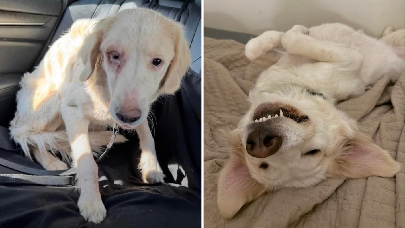 A before-and-after image of a dog, showing its transformation from timid to relaxed and happy.
