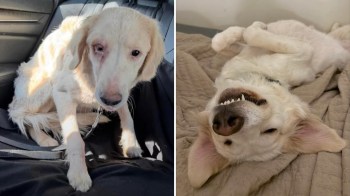 A before-and-after image of a dog, showing its transformation from timid to relaxed and happy.