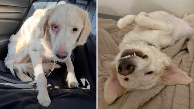 A before-and-after image of a dog, showing its transformation from timid to relaxed and happy.