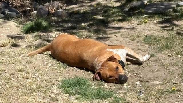 A brown dog lying on the ground in a sunny outdoor setting, surrounded by grass and small stones.