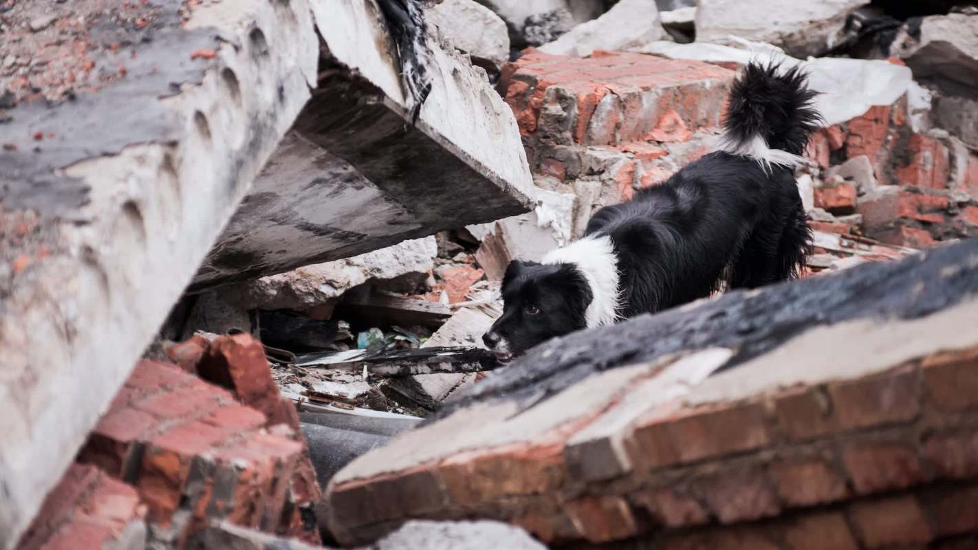 A black and white dog explores debris from a collapsed building.