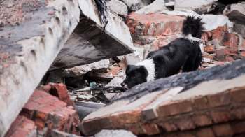 A black and white dog explores debris from a collapsed building.