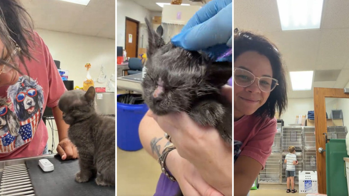 A woman interacts with a gray kitten in a veterinary setting.