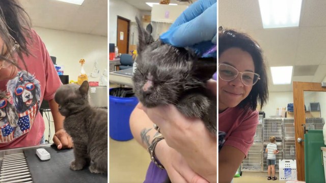A woman interacts with a gray kitten in a veterinary setting.
