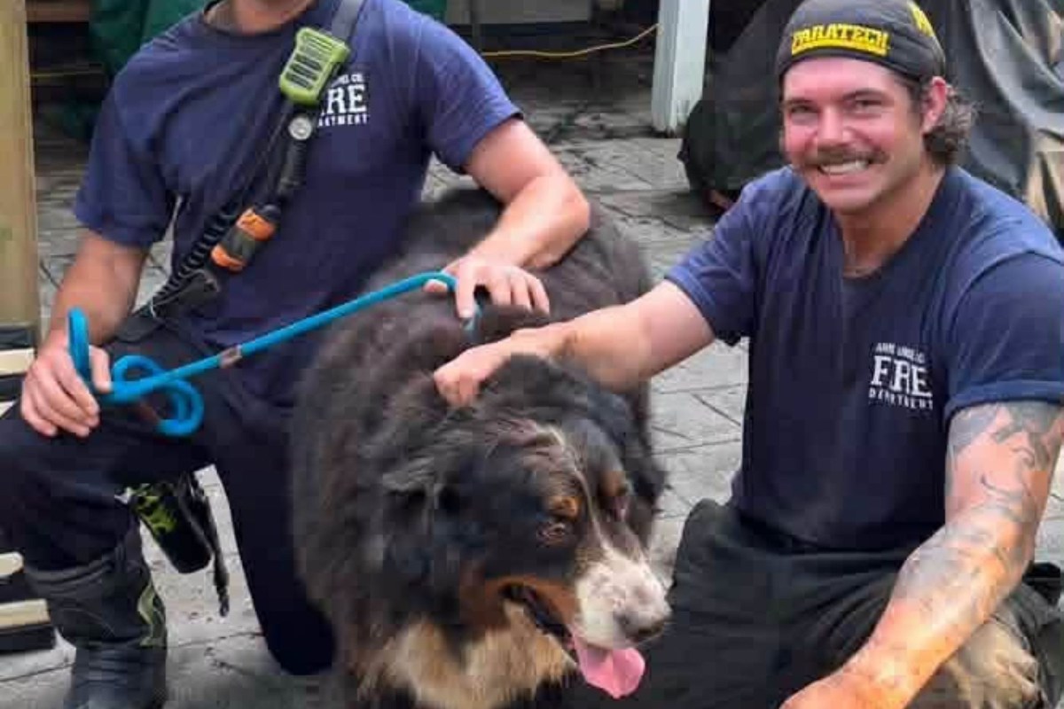 Two firefighters rescuing a large dog.