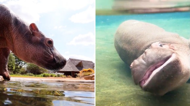A split image showing a hippopotamus above water on the left and swimming gracefully underwater on the right.