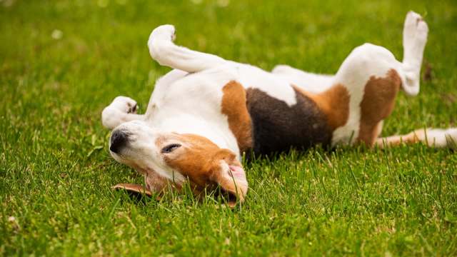 A beagle lying on its back in grass.