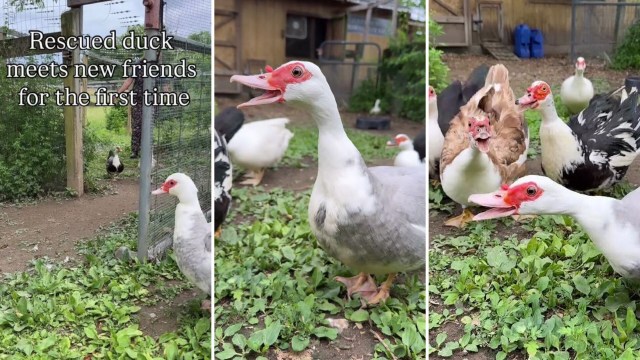 A rescued duck excitedly meets various other ducks in a grassy enclosure for the first time.