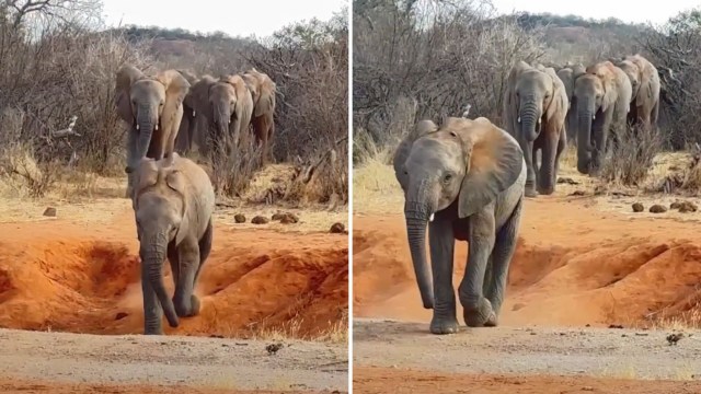 A baby elephant walks towards the camera with a herd of elephants following behind.
