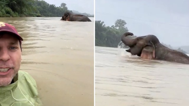 A man in the water speaks into the camera with an elephant in the background.