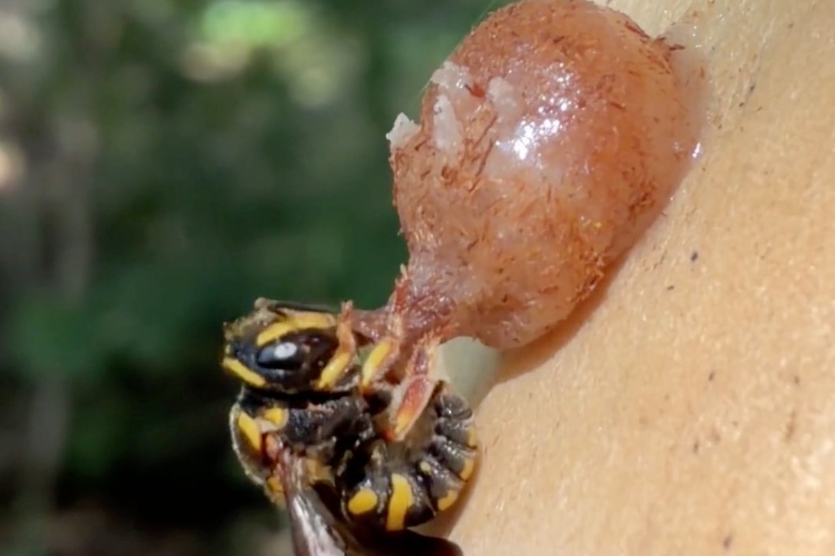 A close-up of a yellow and black bee with its mouth on a small bulb.