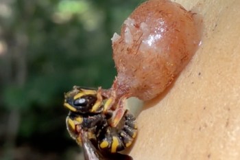 A close-up of a yellow and black bee with its mouth on a small bulb.