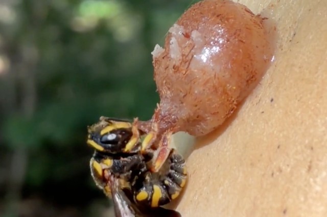 A close-up of a yellow and black bee with its mouth on a small bulb.