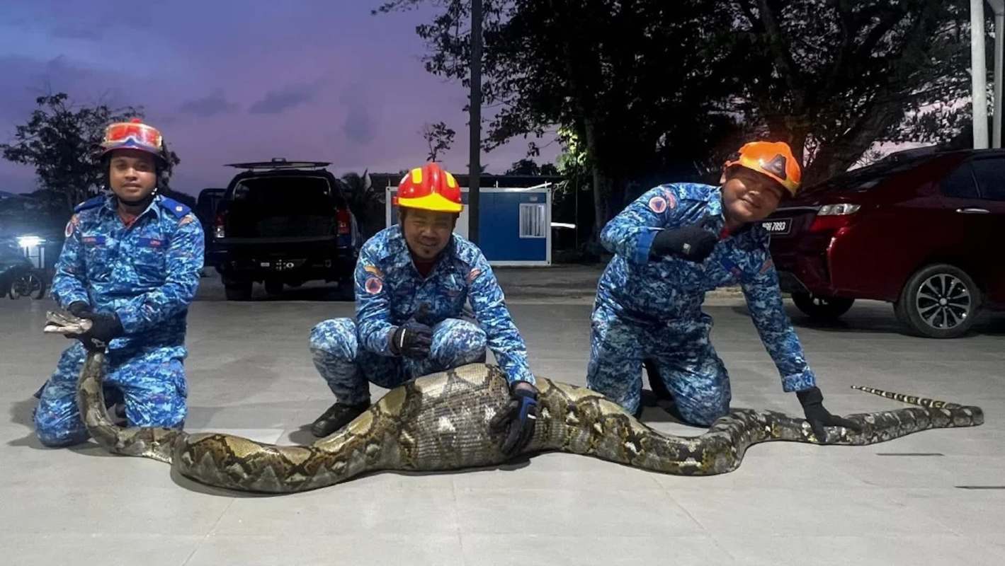 Three men in uniforms pose with a large python with a large bump in its stomach on the ground, under a twilight sky.