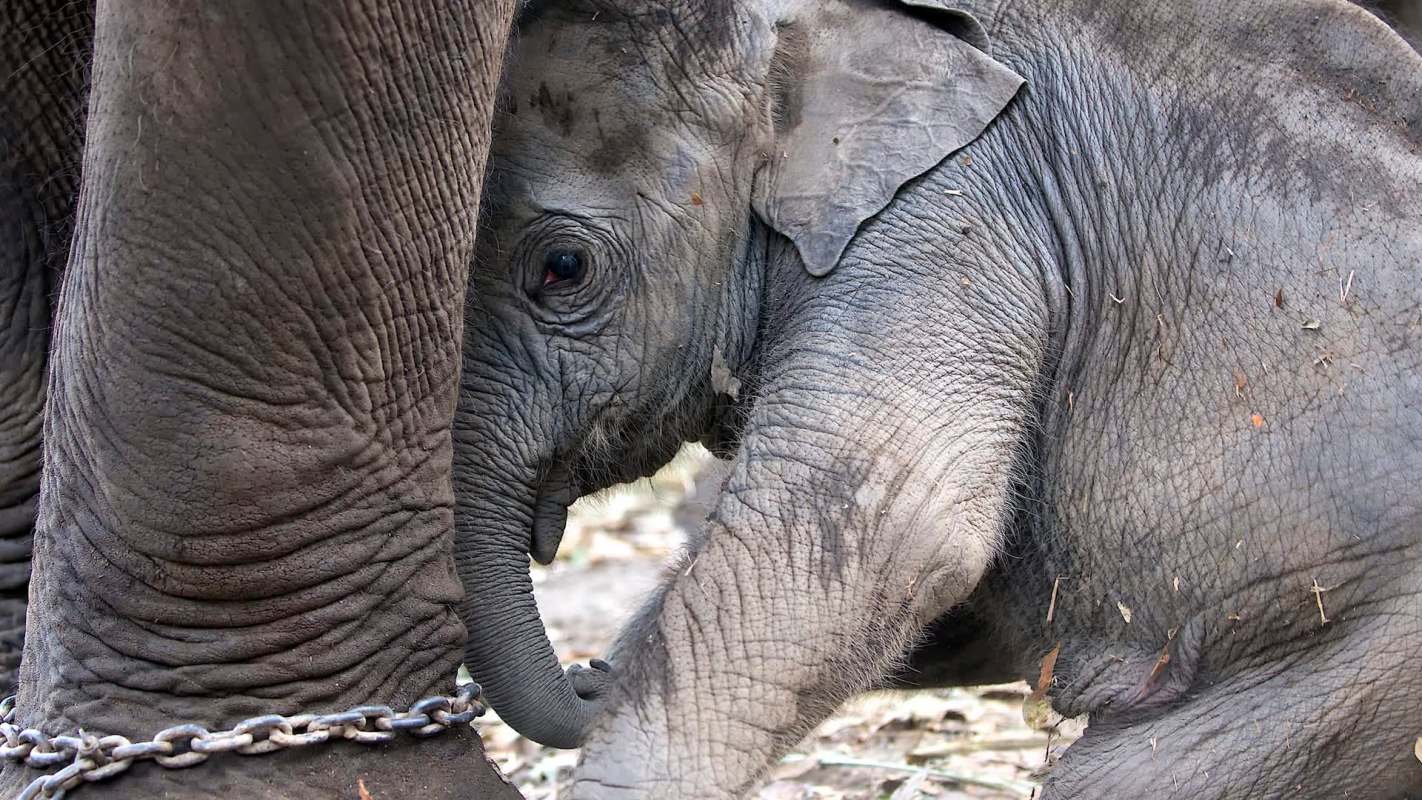 A baby elephant stands beside an adult elephant, partially hidden by its leg.