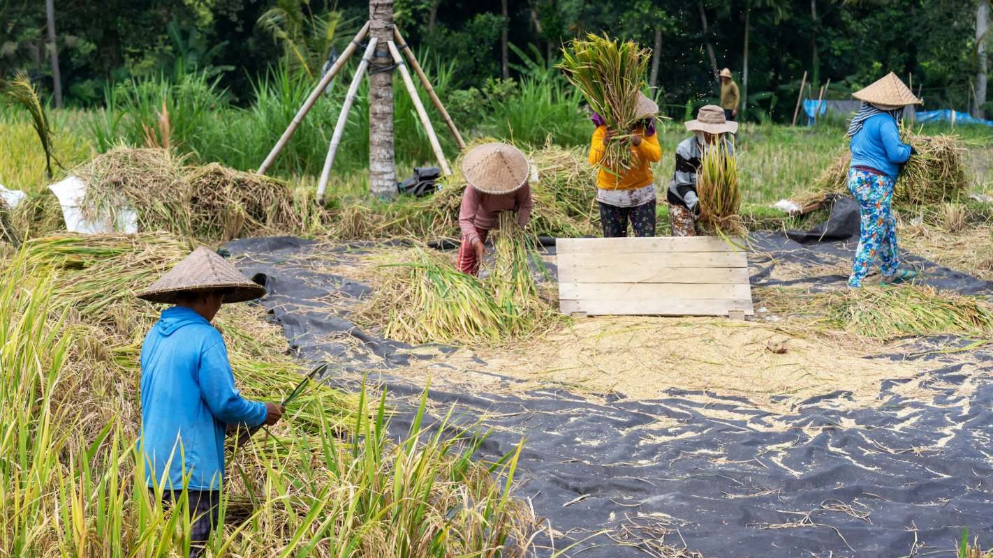 A group of people harvest rice in a field with wooden planks and black tarps on the ground.